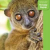Bradt Travelguides Afrika|Madagascar - Reisgids Madagaskar