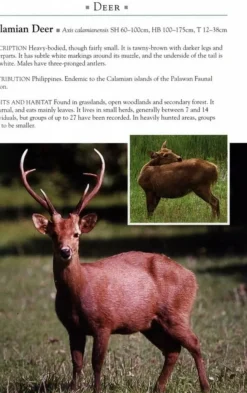 John Beaufoy Zuidoost-Azië|Natuurgids Mammals of Southeast Asia