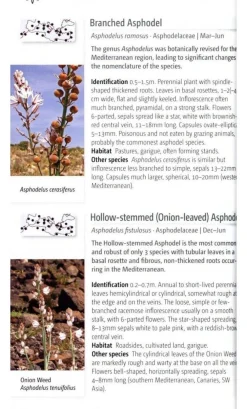 John Beaufoy Natuurgidsen|Spanje & Portugal|Wild flowers of the Mediterranean