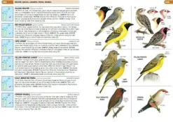 Struik Natuurgidsen|Afrika|Vogelgids Birds of the Indian Ocean