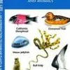 Waterford Natuurgidsen|Verenigde Staten|California Seashore Life